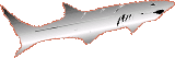 Totem: Shark