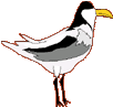 Totem: Crested Tern